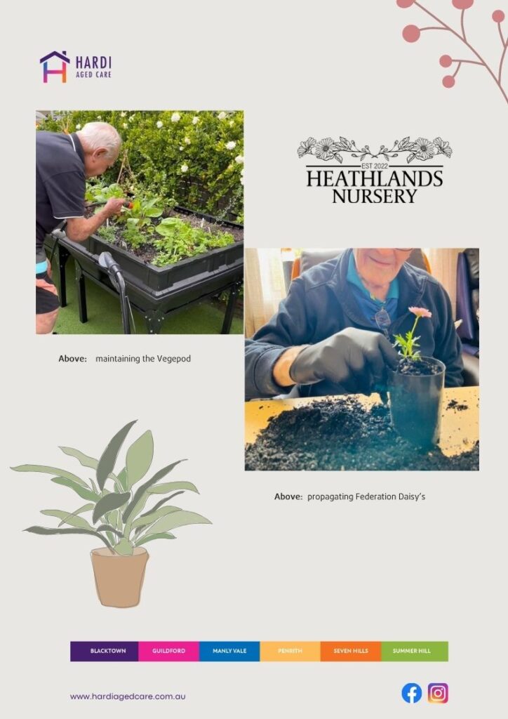 Images of aged care residents maintaining the vegepod and propagating Federation Daisies.